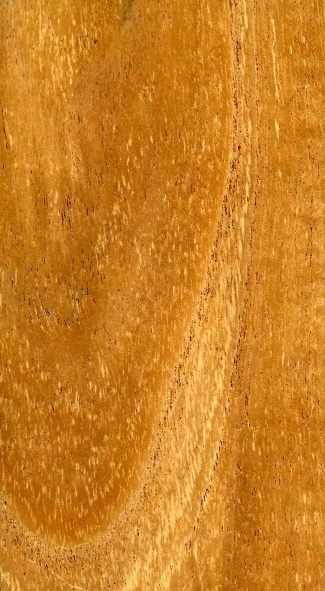 Cinamomo
