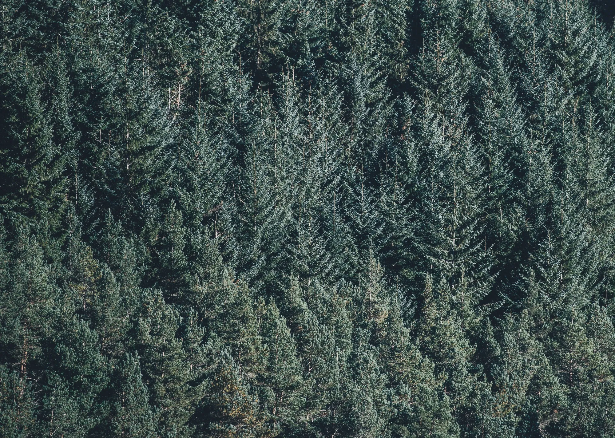 Vista aérea de floresta plantada